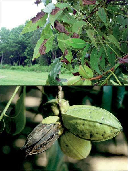 Figure 29. Anthracnose occurs on pecan foliage and developing n
